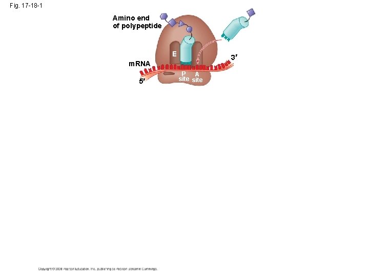 Fig. 17 -18 -1 Amino end of polypeptide E 3 m. RNA 5 P