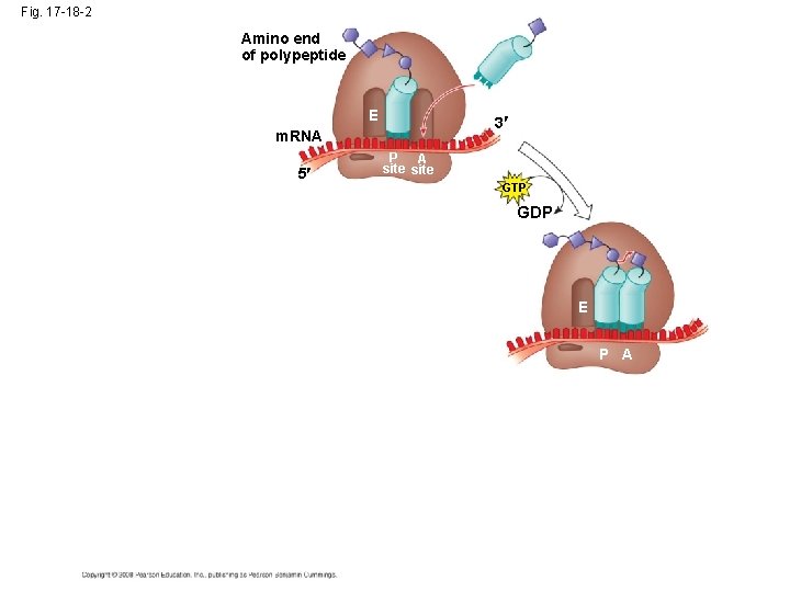 Fig. 17 -18 -2 Amino end of polypeptide E 3 m. RNA 5 P
