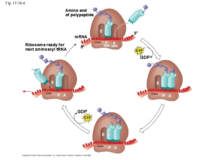 Fig. 17 -18 -4 Amino end of polypeptide E 3 m. RNA Ribosome ready