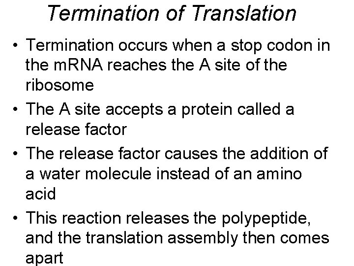 Termination of Translation • Termination occurs when a stop codon in the m. RNA