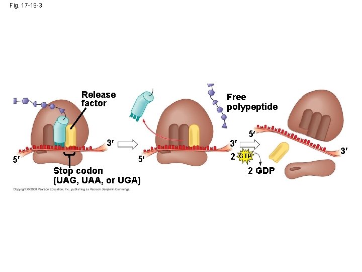 Fig. 17 -19 -3 Release factor Free polypeptide 5 3 5 5 Stop codon