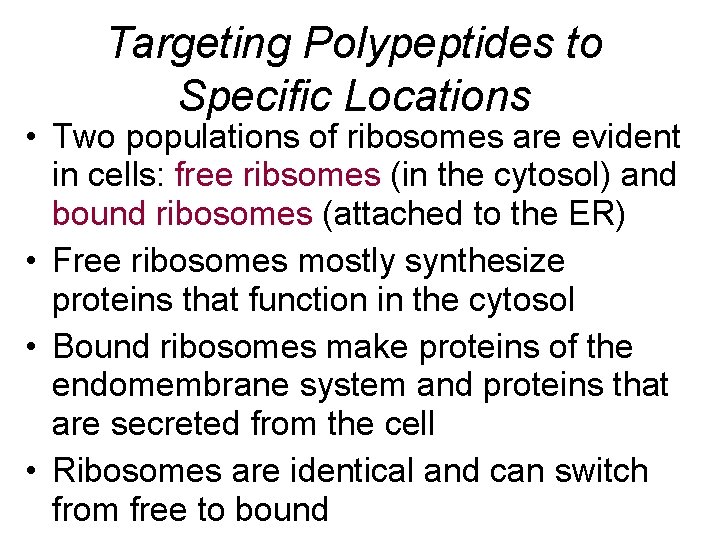 Targeting Polypeptides to Specific Locations • Two populations of ribosomes are evident in cells: