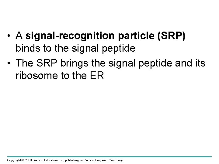  • A signal-recognition particle (SRP) binds to the signal peptide • The SRP