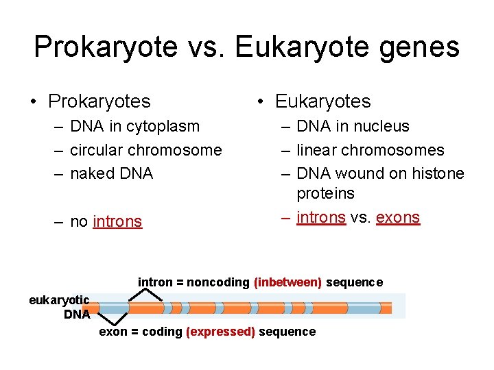 Prokaryote vs. Eukaryote genes • Prokaryotes – DNA in cytoplasm – circular chromosome –