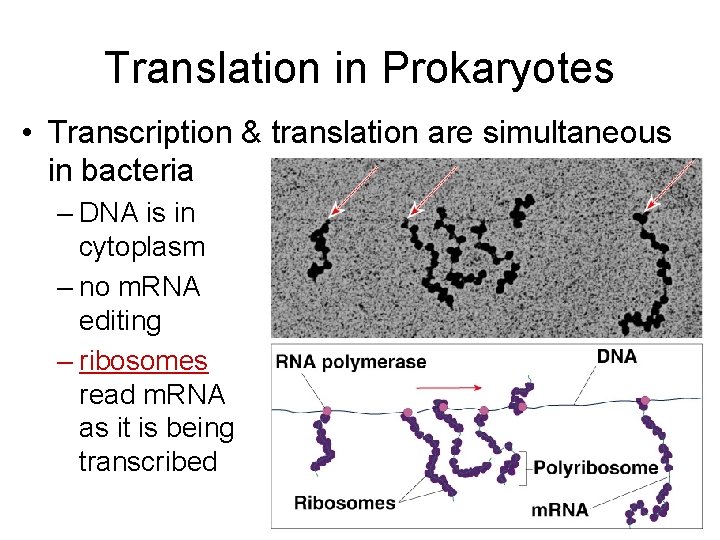 Translation in Prokaryotes • Transcription & translation are simultaneous in bacteria – DNA is