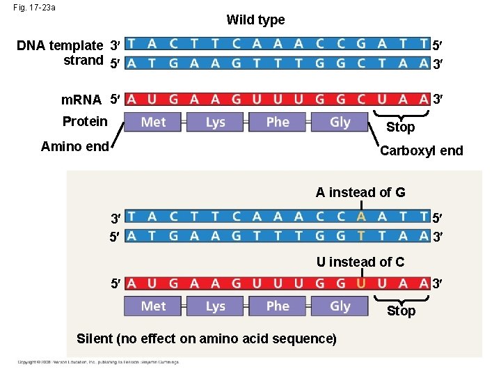 Fig. 17 -23 a Wild type DNA template 3 strand 5 5 3 m.