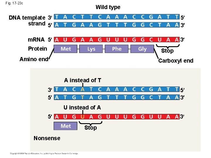 Fig. 17 -23 c Wild type DNA template 3 strand 5 5 3 m.