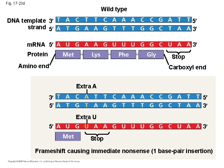 Fig. 17 -23 d Wild type DNA template 3 strand 5 5 3 m.