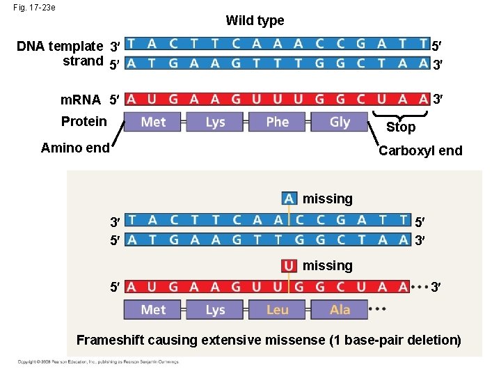 Fig. 17 -23 e Wild type DNA template 3 strand 5 5 3 m.