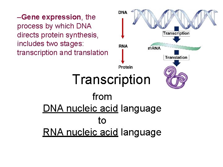 –Gene expression, the process by which DNA directs protein synthesis, includes two stages: transcription