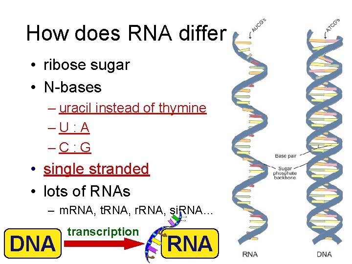 How does RNA differ from DNA • ribose sugar • N-bases – uracil instead