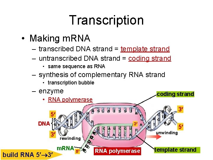 Transcription • Making m. RNA – transcribed DNA strand = template strand – untranscribed