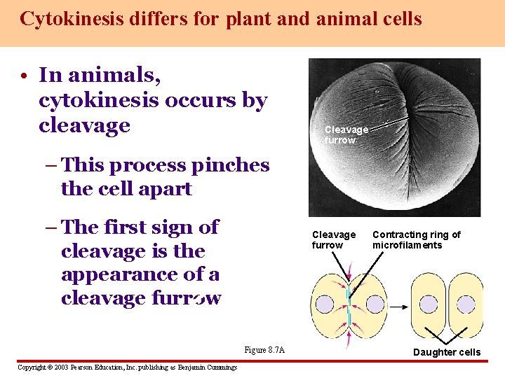 Cytokinesis differs for plant and animal cells • In animals, cytokinesis occurs by cleavage