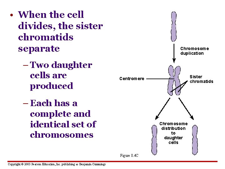  • When the cell divides, the sister chromatids separate – Two daughter cells