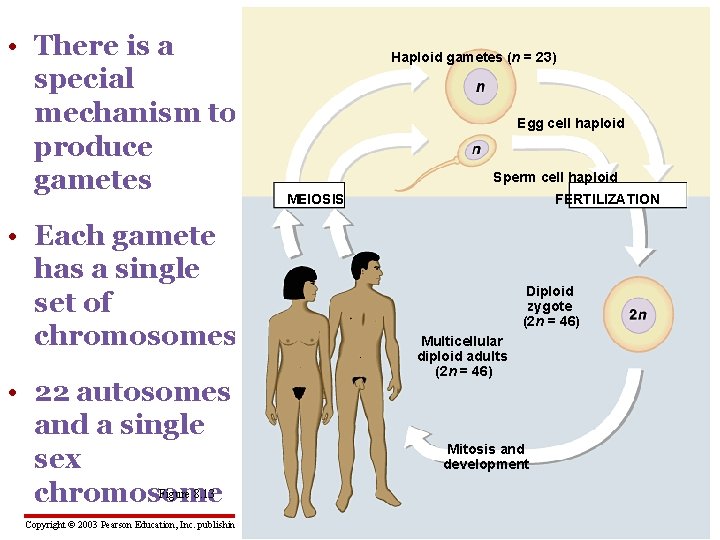  • There is a special mechanism to produce gametes Haploid gametes (n =