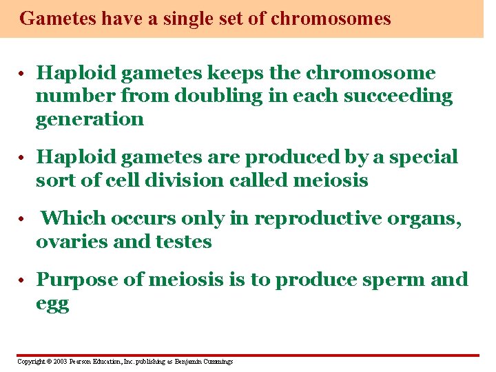 Gametes have a single set of chromosomes • Haploid gametes keeps the chromosome number