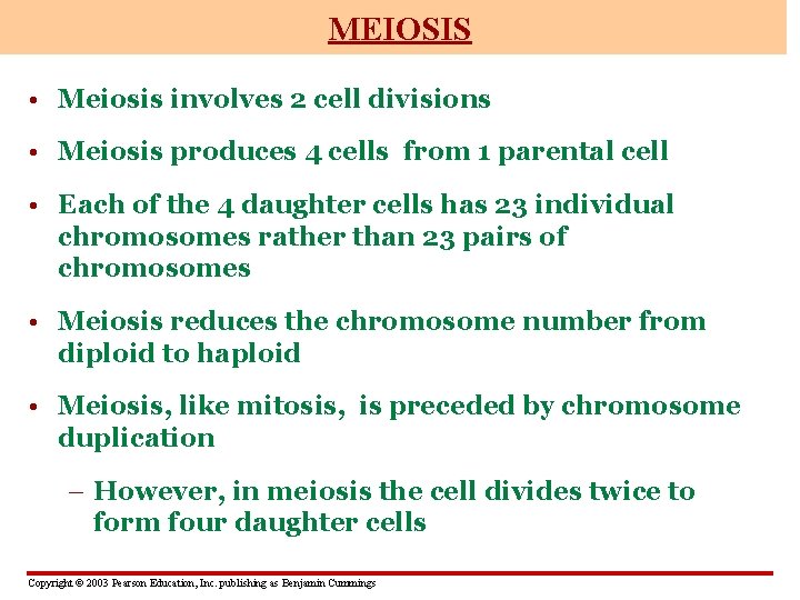 MEIOSIS • Meiosis involves 2 cell divisions • Meiosis produces 4 cells from 1