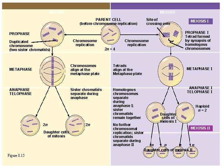 MITOSIS MEIOSIS PARENT CELL (before chromosome replication) Site of crossing over PROPHASE I Tetrad