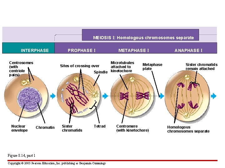 MEIOSIS I: Homologous chromosomes separate INTERPHASE Centrosomes (with centriole pairs) Nuclear envelope PROPHASE I