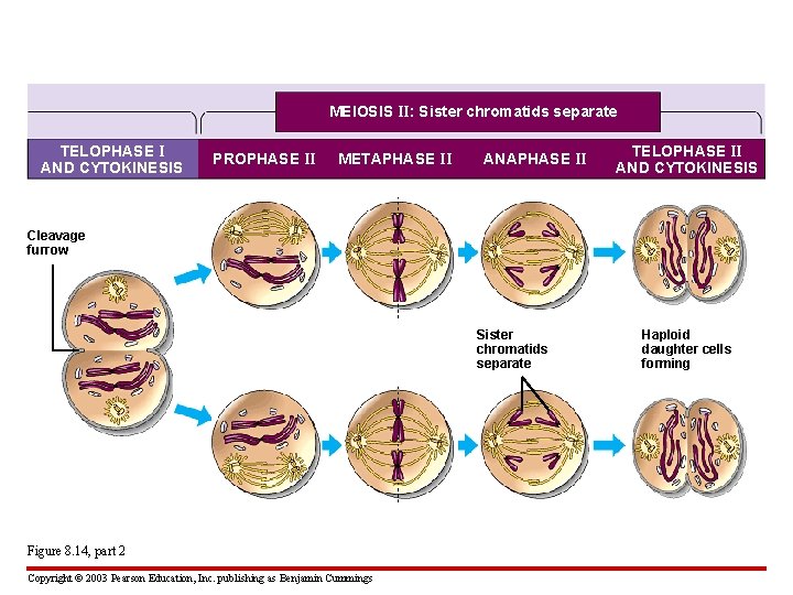 MEIOSIS II: Sister chromatids separate TELOPHASE I AND CYTOKINESIS PROPHASE II METAPHASE II ANAPHASE