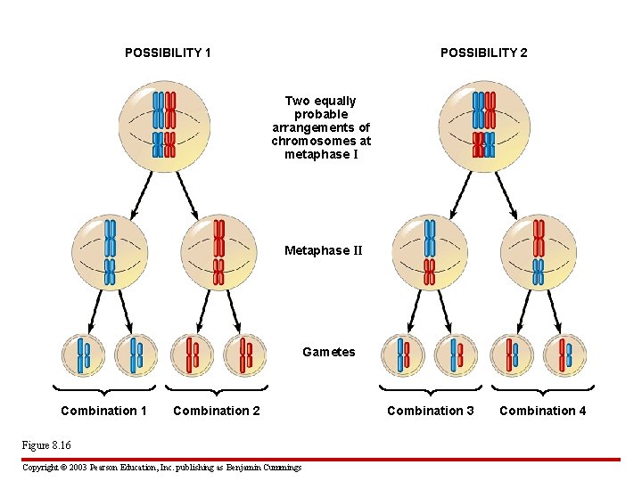 POSSIBILITY 1 POSSIBILITY 2 Two equally probable arrangements of chromosomes at metaphase I Metaphase