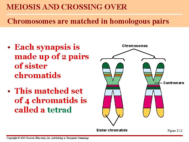 MEIOSIS AND CROSSING OVER Chromosomes are matched in homologous pairs • Each synapsis is