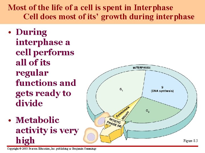 Most of the life of a cell is spent in Interphase Cell does most