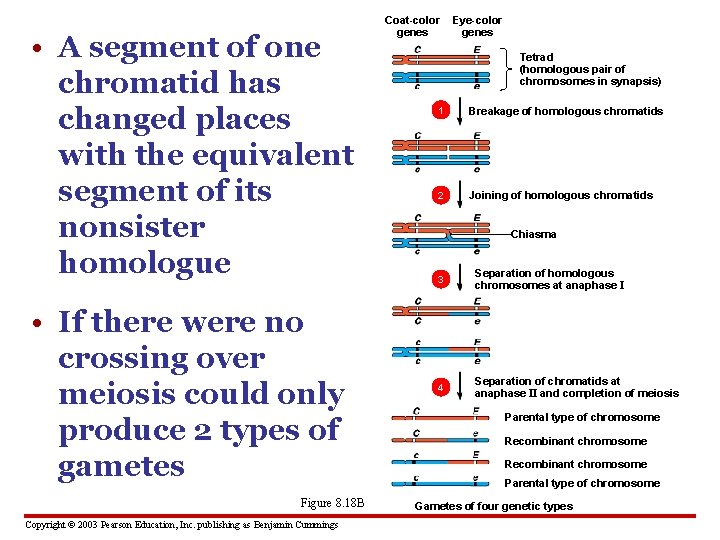  • A segment of one chromatid has changed places with the equivalent segment
