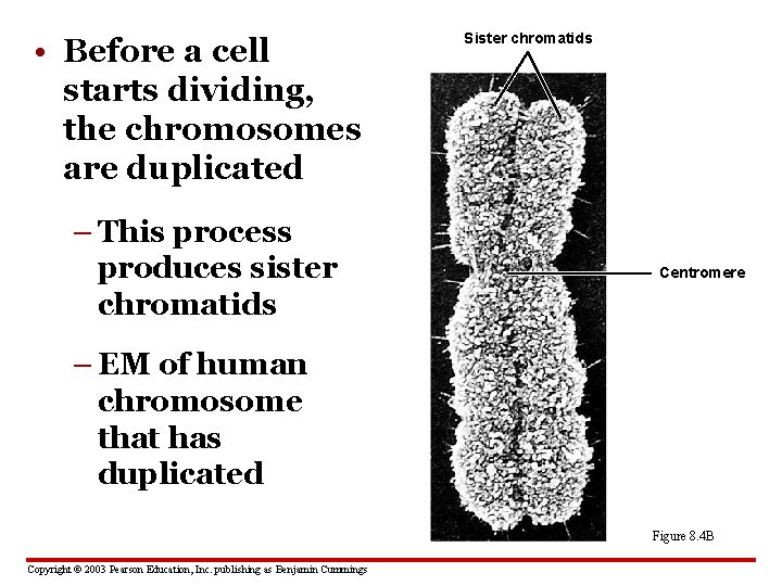  • Before a cell starts dividing, the chromosomes are duplicated – This process