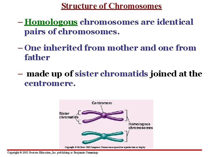 Structure of Chromosomes – Homologous chromosomes are identical pairs of chromosomes. – One inherited