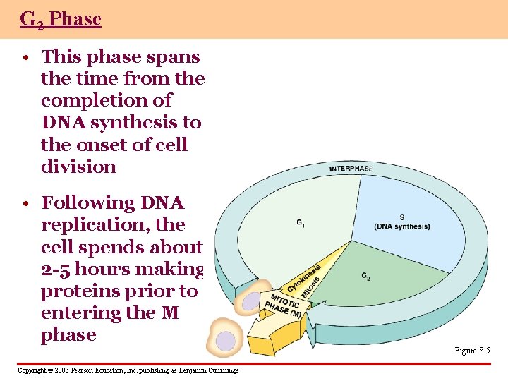 G 2 Phase • This phase spans the time from the completion of DNA