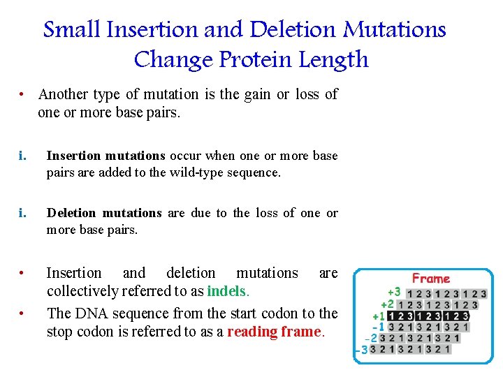 Small Insertion and Deletion Mutations Change Protein Length • Another type of mutation is