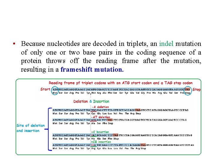  • Because nucleotides are decoded in triplets, an indel mutation of only one