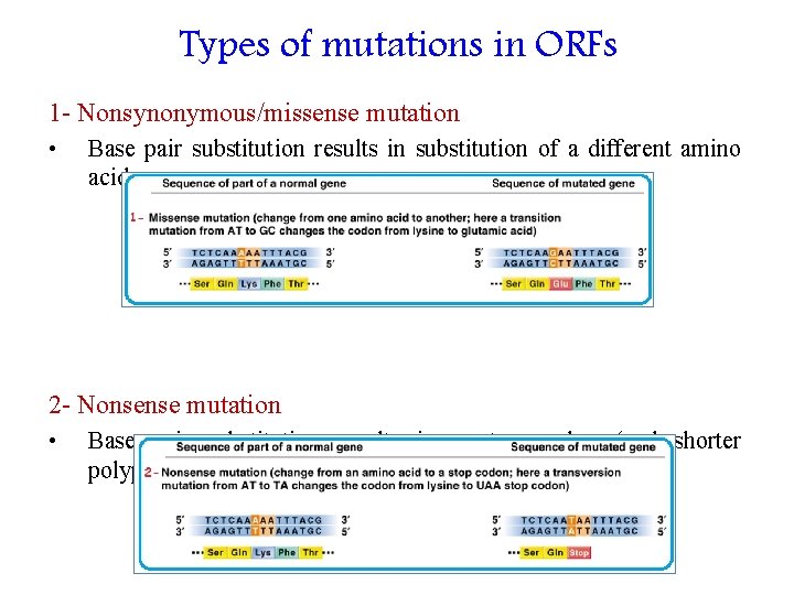 Types of mutations in ORFs 1 - Nonsynonymous/missense mutation • Base pair substitution results
