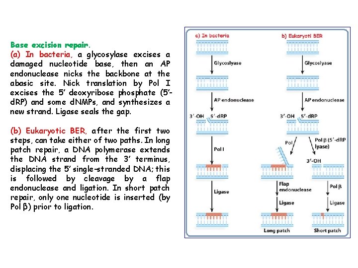 Base excision repair. (a) In bacteria, a glycosylase excises a damaged nucleotide base, then