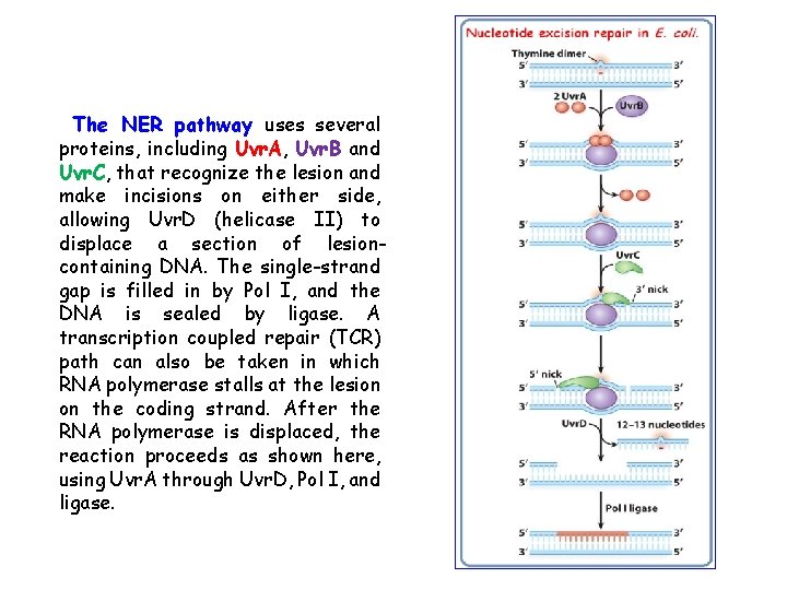 The NER pathway uses several proteins, including Uvr. A, Uvr. B and Uvr. C,