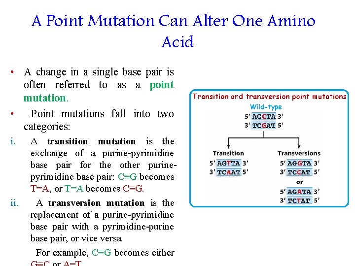 A Point Mutation Can Alter One Amino Acid • A change in a single