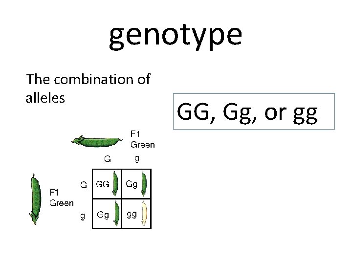 genotype The combination of alleles GG, Gg, or gg 