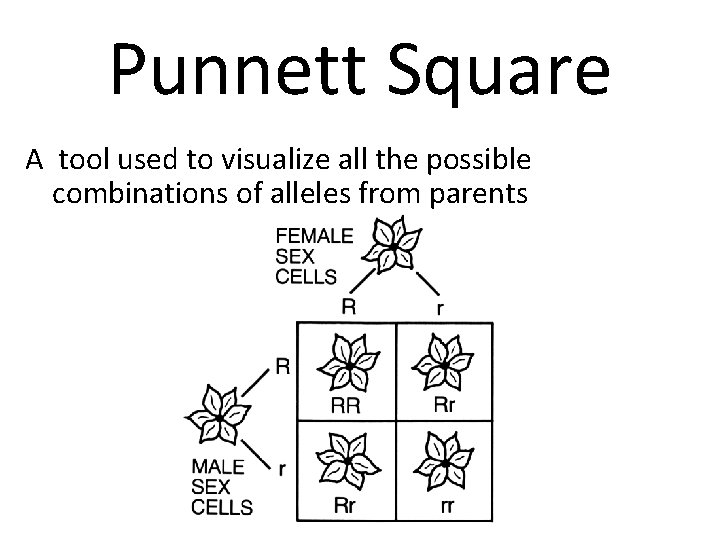 Punnett Square A tool used to visualize all the possible combinations of alleles from