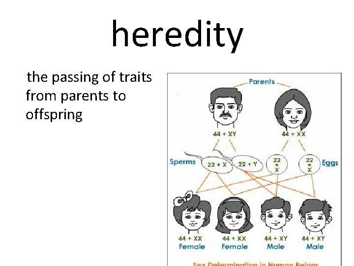 heredity the passing of traits from parents to offspring 