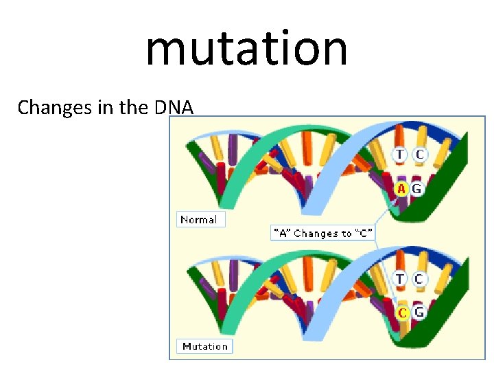 mutation Changes in the DNA 