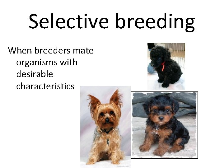 Selective breeding When breeders mate organisms with desirable characteristics 