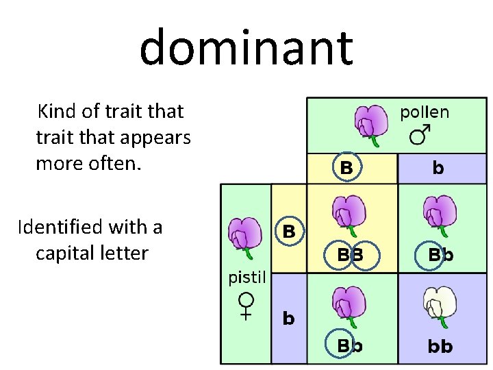 dominant Kind of trait that appears more often. Identified with a capital letter 