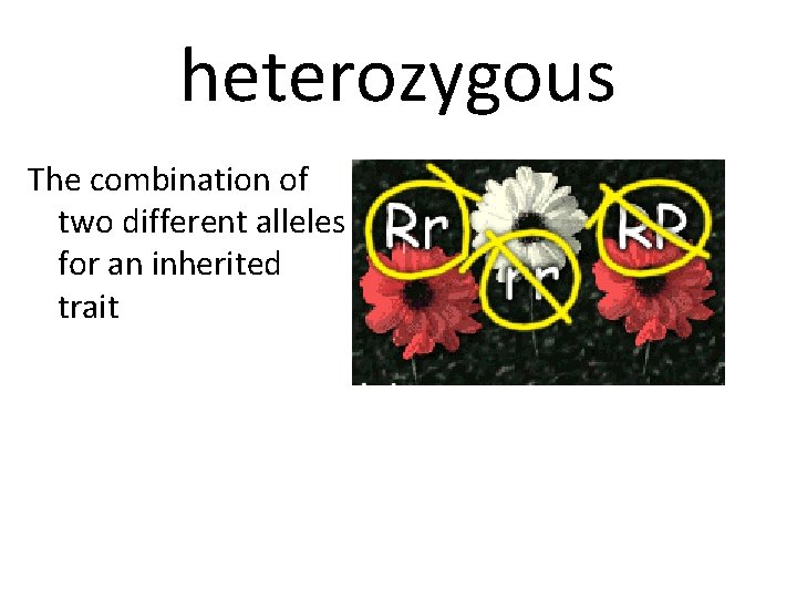 heterozygous The combination of two different alleles for an inherited trait 
