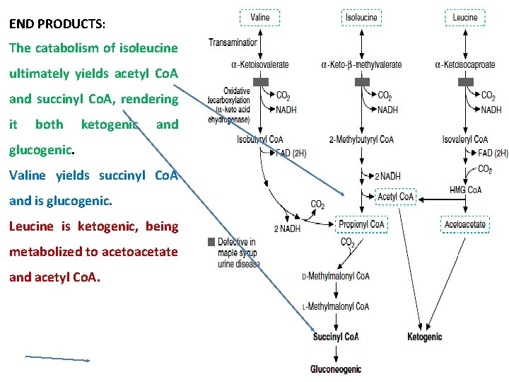 END PRODUCTS: The catabolism of isoleucine ultimately yields acetyl Co. A and succinyl Co.