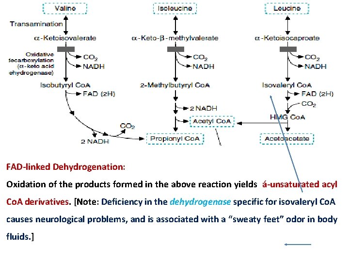 FAD linked Dehydrogenation: Oxidation of the products formed in the above reaction yields á