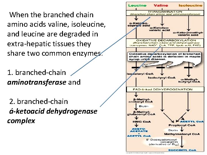 When the branched chain amino acids valine, isoleucine, and leucine are degraded in extra-hepatic