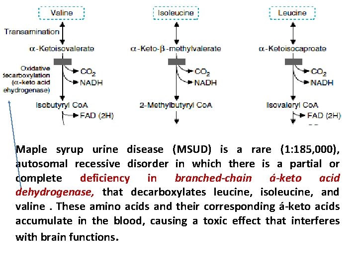 Maple syrup urine disease (MSUD) is a rare (1: 185, 000), autosomal recessive disorder