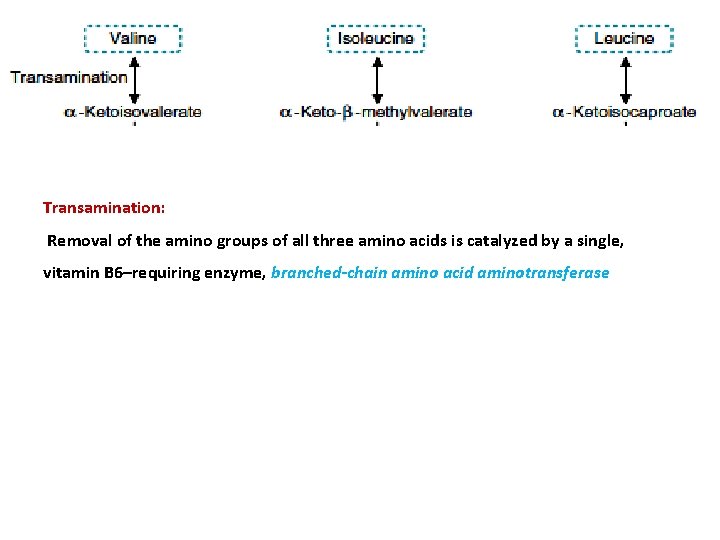 Transamination: Removal of the amino groups of all three amino acids is catalyzed by