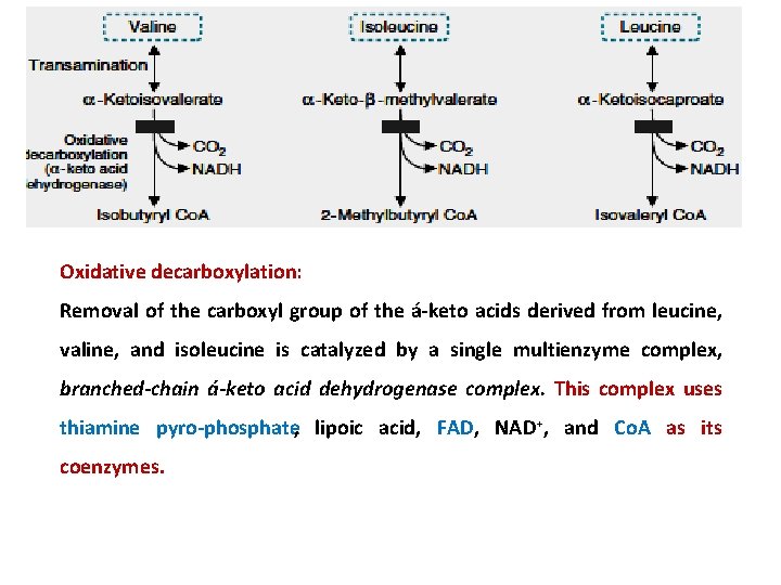 Oxidative decarboxylation: Removal of the carboxyl group of the á keto acids derived from
